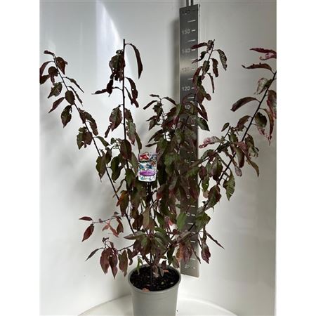 Prunus Cerasifera Hollywood