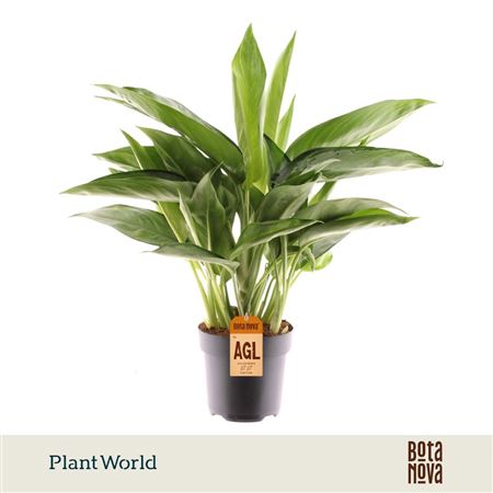 Aglaonema Silverado