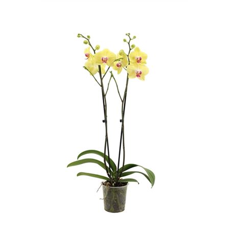 Phal 2st Miraflor 16+ (vg)
