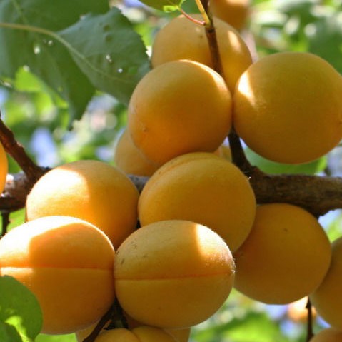 Абрикос Лель в тубе