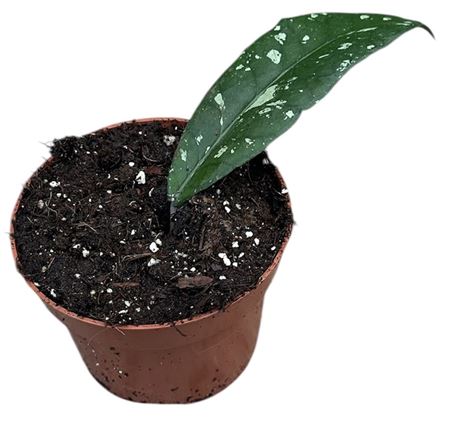 Hoya Aceh Long Leaf