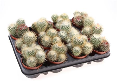 Mammillaria Pringley Geel