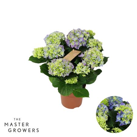 Hydrangea Ma Blue 5+