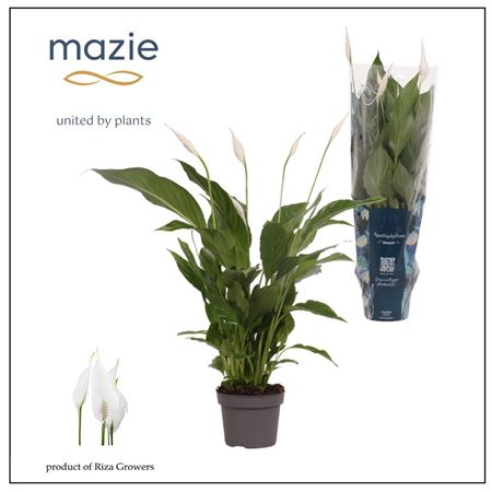 Spath Strauss 3+ (ultimo)