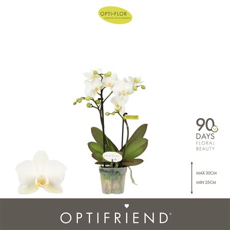 Phal Mini 2st White Ceramic