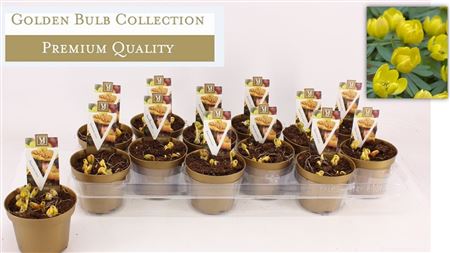 Eranthis Yellow (deluxe)