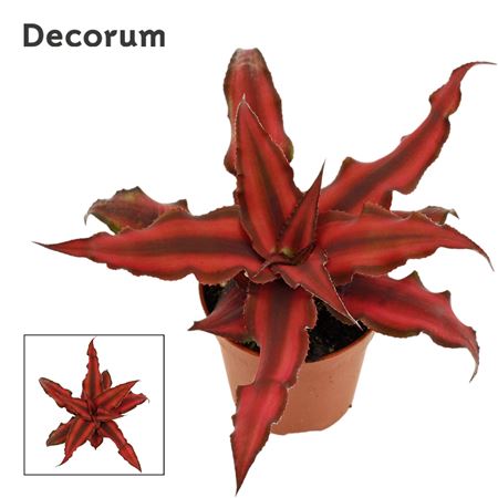 Cryptanthus Red Star (decorum)