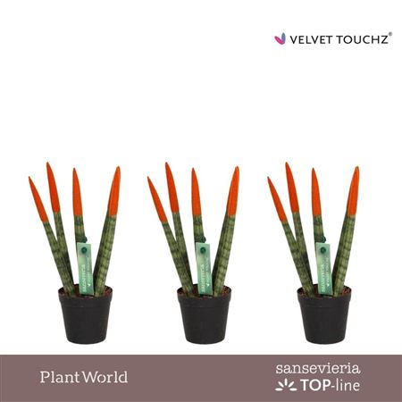 Sansevieria Velvet Touchz Oranje
