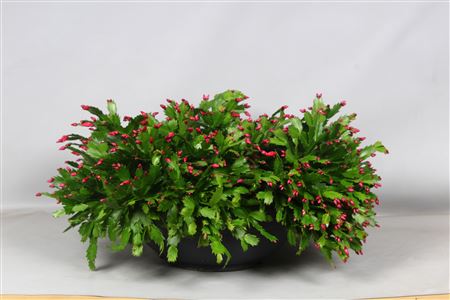 Schlumbergera Maxi 120+