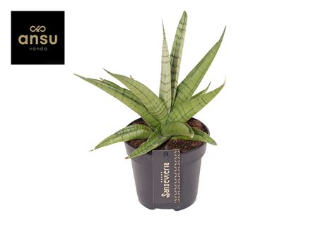 Sansevieria Comet Laurel Grey No. 1