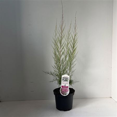 Tamarix Ramosissima Pink Cascade