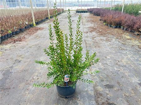 Callistemon Viminalis Hot Pink
