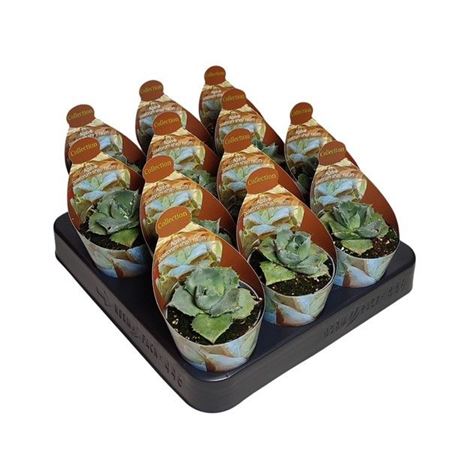 Agave Potatorum Shoji Raijin Potcover