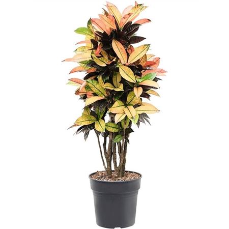Codiaeum Mrs Iceton