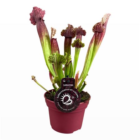 Sarracenia Farnhamii Compact