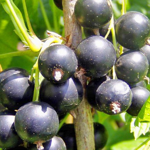 Смородина черная Нара в тубе