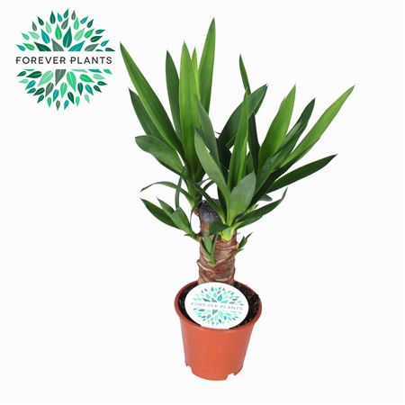Yucca 20cm Stem 3+