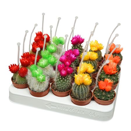 Cactus Dryflower