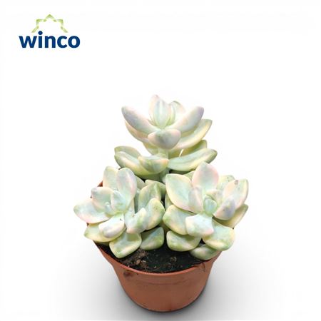 Graptoveria Titubans Variegata (group)