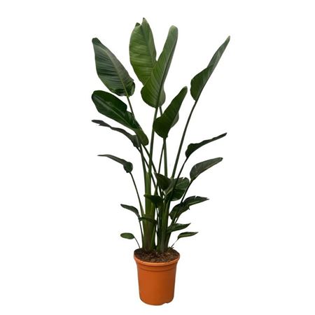 Strelitzia Nicolai 3pp Xxl No. 2