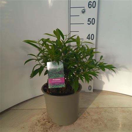 Prunus Laur Zabeliana