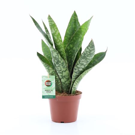 Sansevieria Aubrytiana