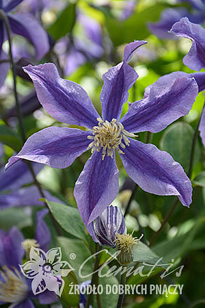 Клематис цельнолистный Мистик Ривер