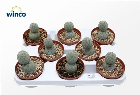 Tephrocactus Geometricans