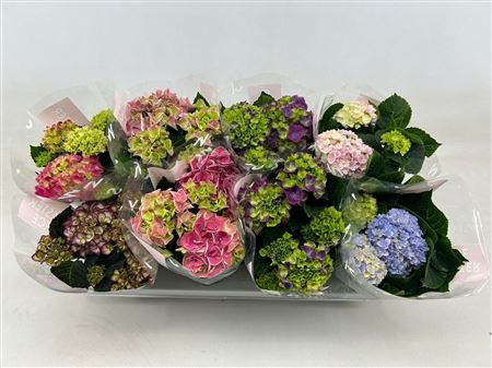 Hydrangea Ma Special Mix 3+