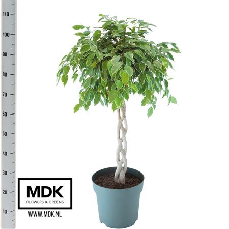 Ficus Be Golden King Twisted