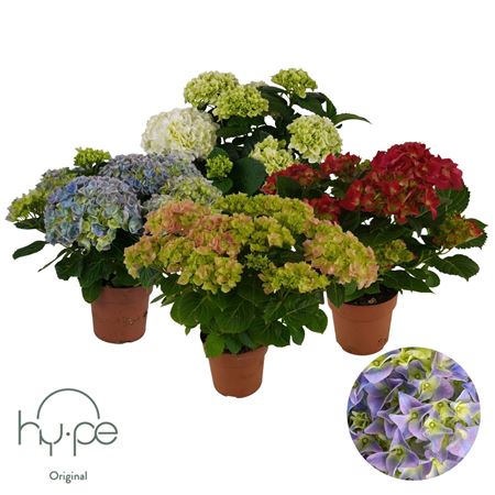 Hydrangea Ma Mix 7+ (hy-pe)