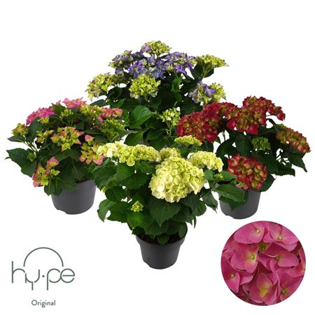 Hydrangea Ma Mophead Mix 7+ (hy-pe)