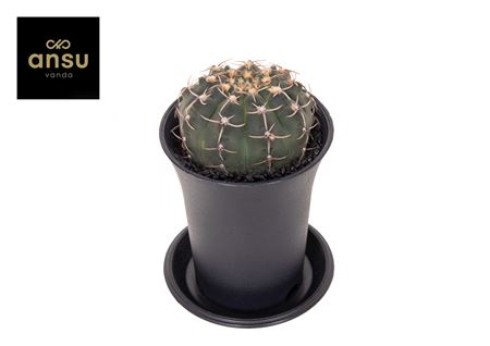 Gymno Cactus Ochoterenae
