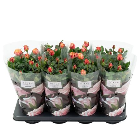 Rosa Patio Orange