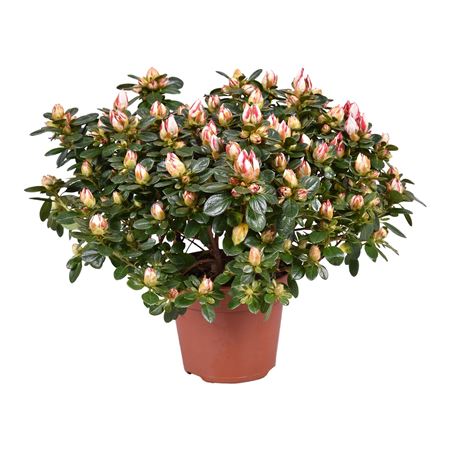 Azalea Sachsenstern Bicolor