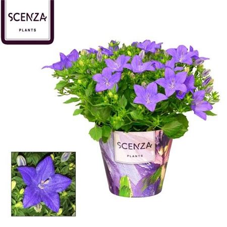 Campanula Iso Napoli (scenza)