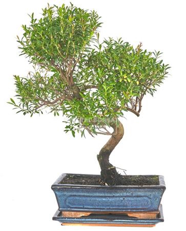 Bonsai Syzygium Buxifolium S-shape With Drip Tray