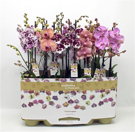 Phal 2st Taiwan Mix 18+ (phalaenova)