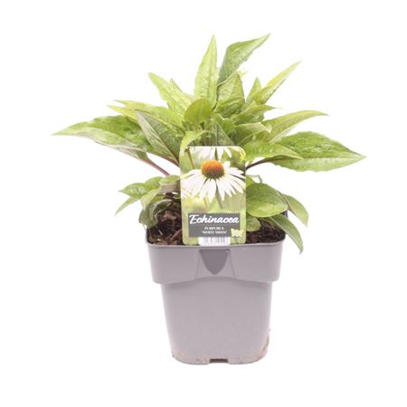 Echinacea Purpurea White Swan