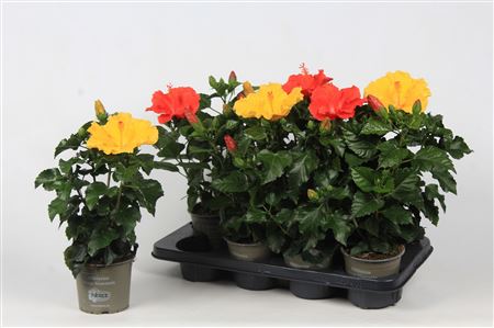 Hibiscus Budget Mix 3+