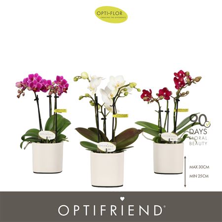 Phal 3st Mix In Piemonte White (opti)