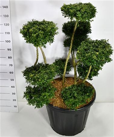 Ilex Crenata Fructu Luteo