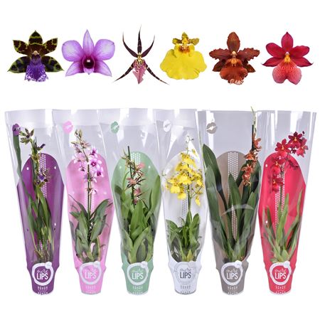 Orchid 1st Mix (morelips)