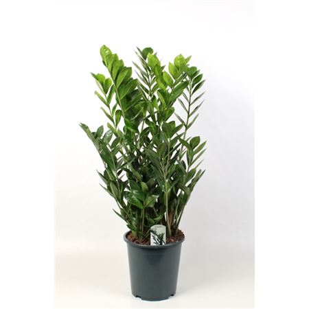 Zamioculcas Lucky Classic 12+