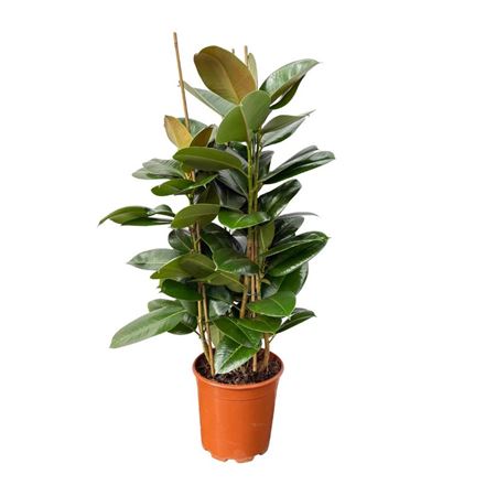 Ficus El Robuta 3pp