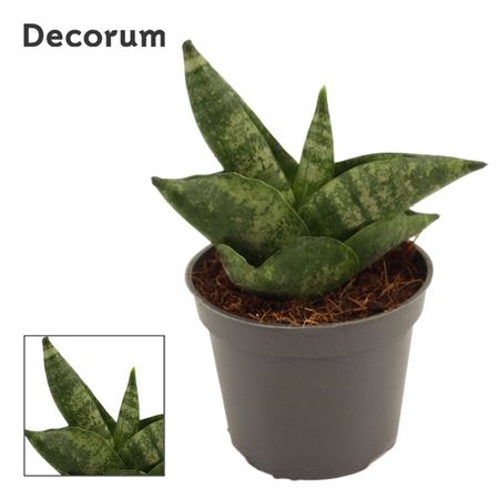 Sansevieria Boncellensis (dec)