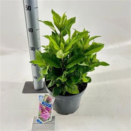 Buddleja Dav Butterfly Candy Little Cerise