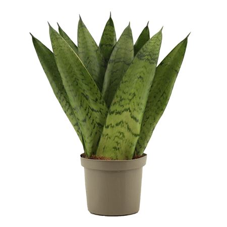 Sansevieria Zeylanica Fan