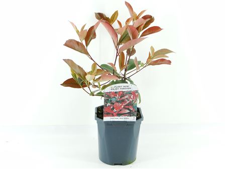 Photinia Fras Red Robin
