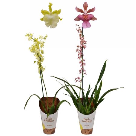 Oncidium 1st Mix